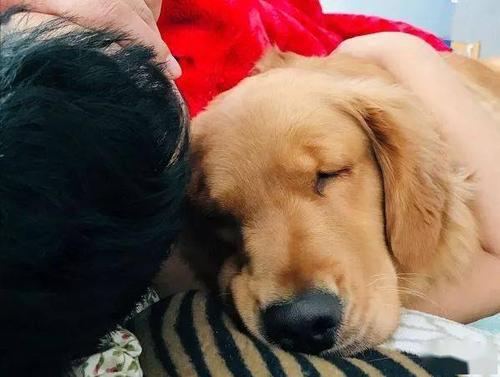 生肖狗的人职场心灵疲劳状态