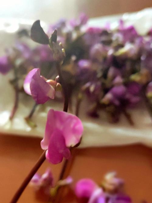 梦见扁豆花