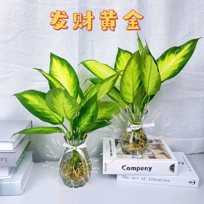 粉黛万年青花语