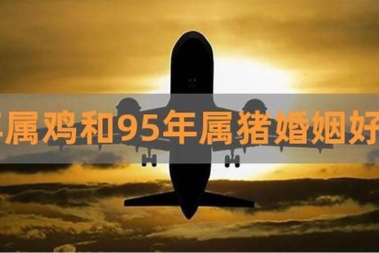 女属猪和男属鸡婚姻相配吗