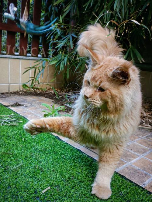 梦见一只好大的猫想进院子