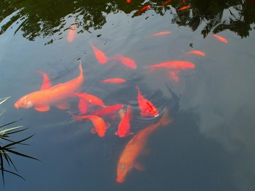 梦见鱼在水里不动是什么意思