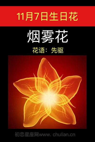11月7日花语:烟雾花,生日花语先驱
