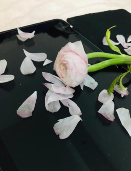 梦见花凋谢是什么意思