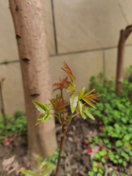 梦见樱桃树没樱桃