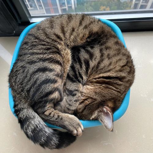 猫跑家里好不好