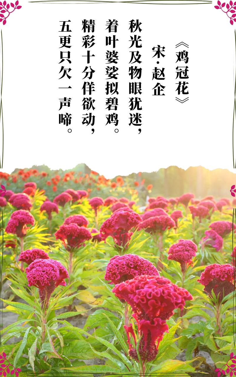 鸡冠花花语:真挚的爱情、爱打扮、趾高气昂