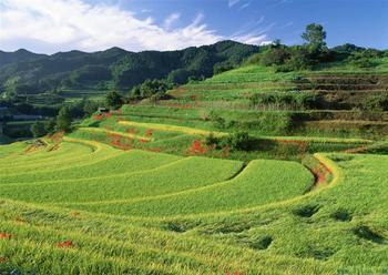 梦见刚耕过的一片田地是什么意思