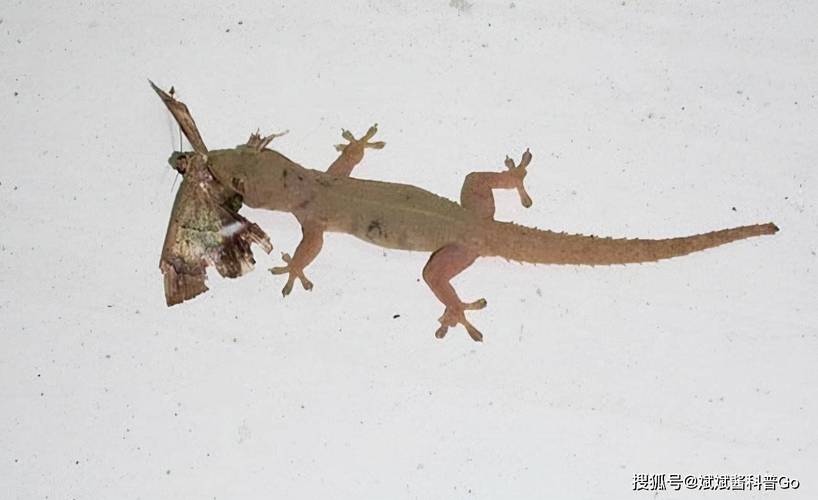 梦见动物 梦见动物死尸什么预兆
