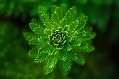 梦见大片绿色植物