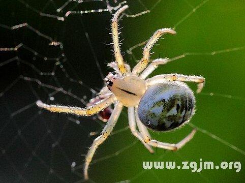 梦见大蜘蛛是何意