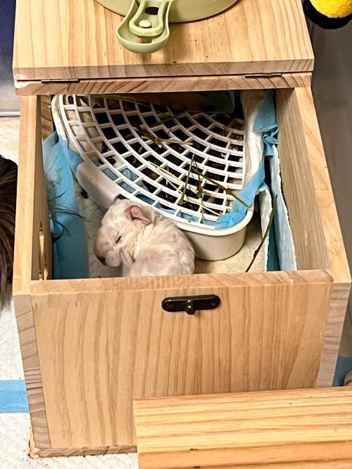 梦见黑母猪生了小白猪