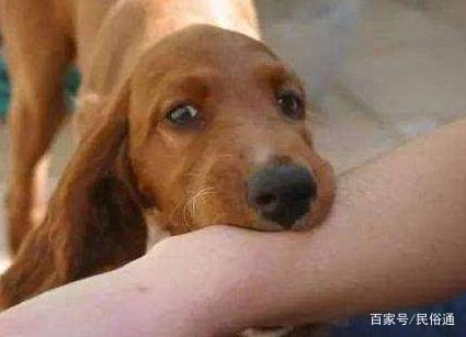 梦见被动物咬伤