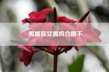 女的属猴男的属鸡结婚好吗,有什么矛盾吗?