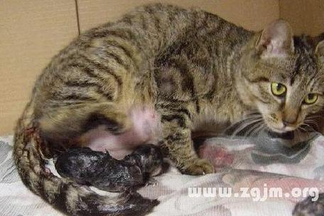 梦见自己生猫