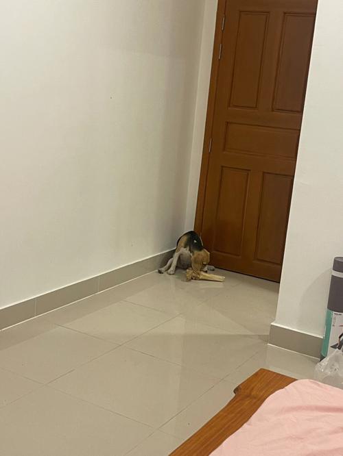 生肖狗劈腿的原因