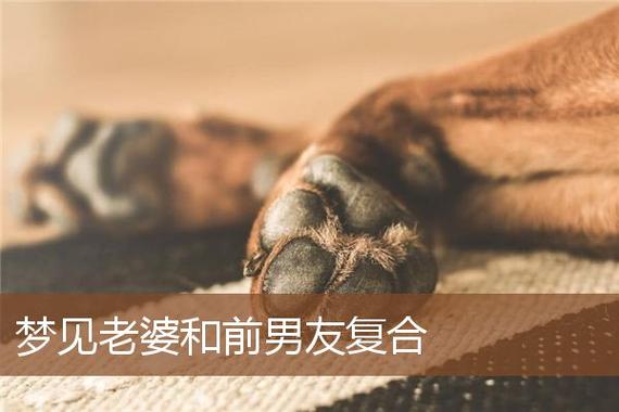 梦见前男友的老婆