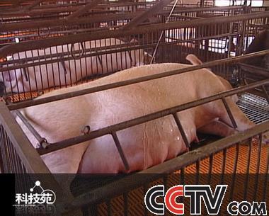 梦见满圈母猪 梦见猪圈里好多小猪和母猪