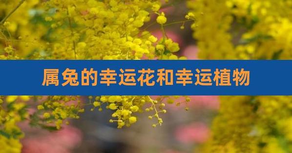 2018年属兔养什么花带来好运