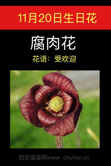 12月1日花语:腐肉花,生日花语自我主张
