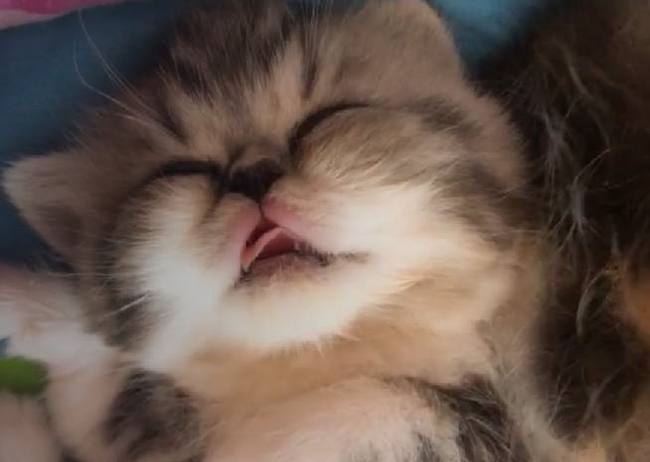 梦见猫吃自己的奶