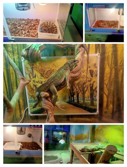 金牛女遇到动物受伤会怎么样