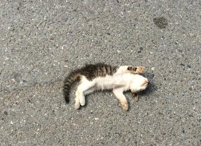 梦见猫被我打死