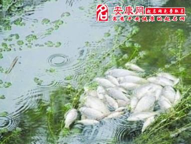 梦见鱼不在水里