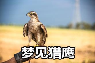 梦见猎鹰怎么回事
