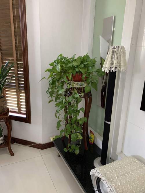 卧室植物风水 卧室适合摆放哪些植物?卧室植物摆放风水