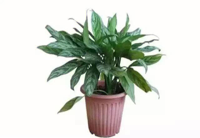 室内植物怎样摆放风水好?