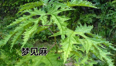 梦见黄麻是什么意思