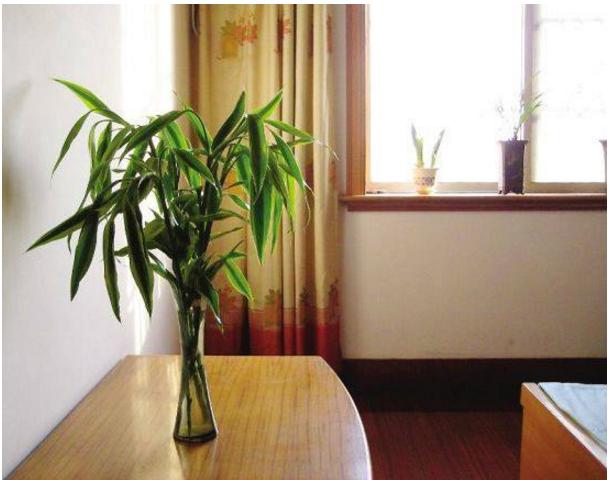 富贵竹能放卧室吗