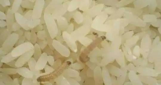 梦见大米生虫子
