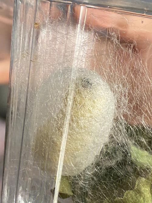 梦见蚕结茧