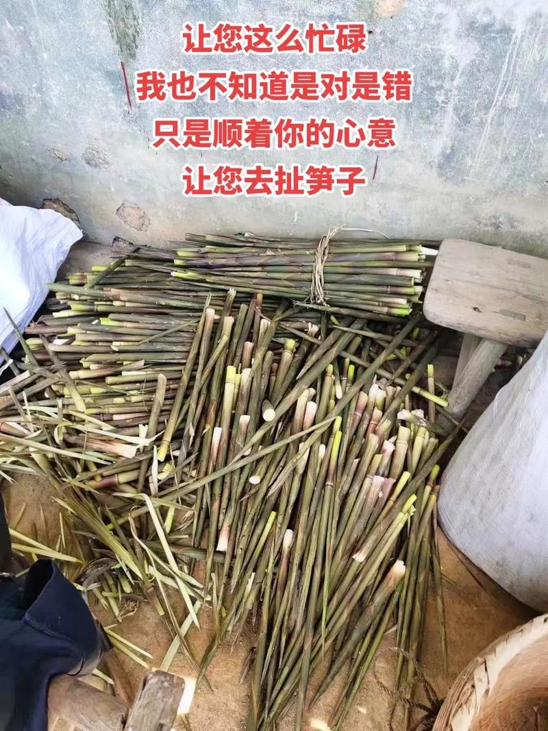 梦见扯笋子是什么意思
