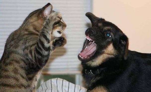 梦见狗和猫打架