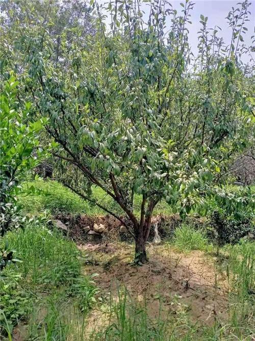 梦到李子树