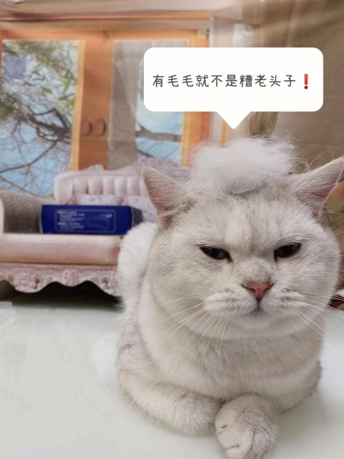 梦见猫毛掉一大把是什么意思