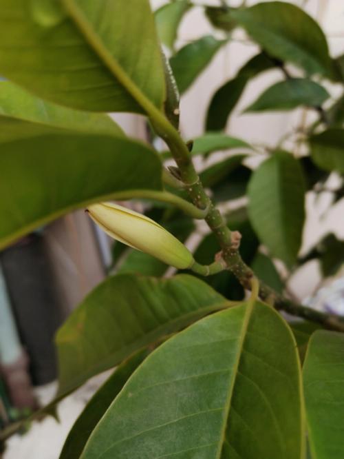 梦见白兰花周公解梦，梦见白兰花是什么意思？