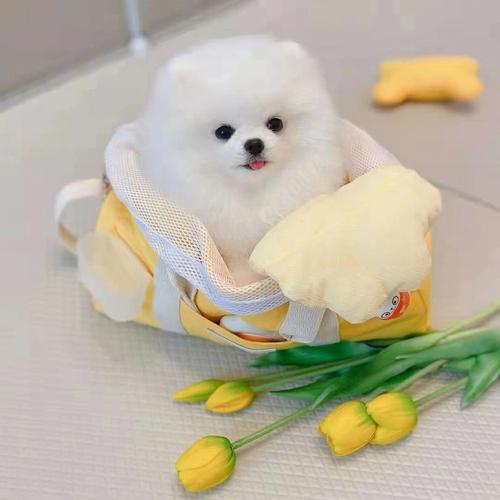 剑锋金命适合养什么宠物