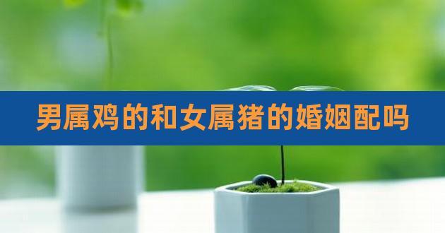男鸡女猪结婚会离婚吗?属猪女理想的对象是什么样的?