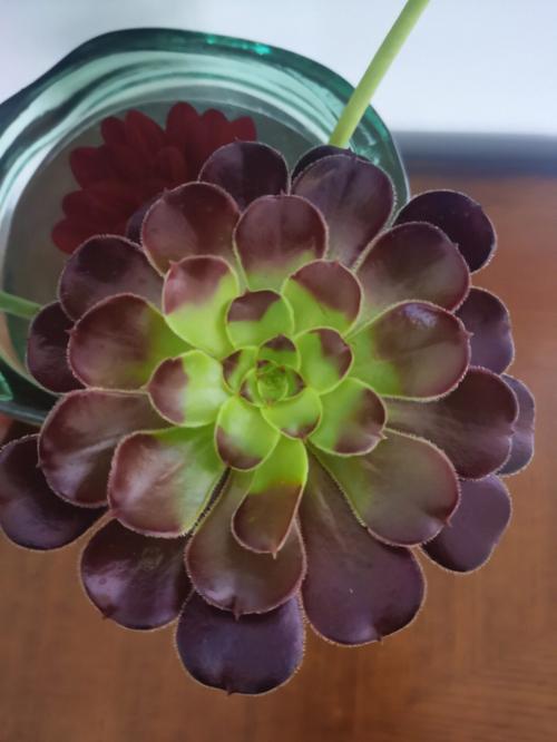 黑法师的花语