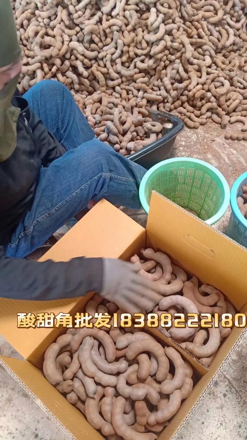 梦见罗望子树 罗望子是什么意思
