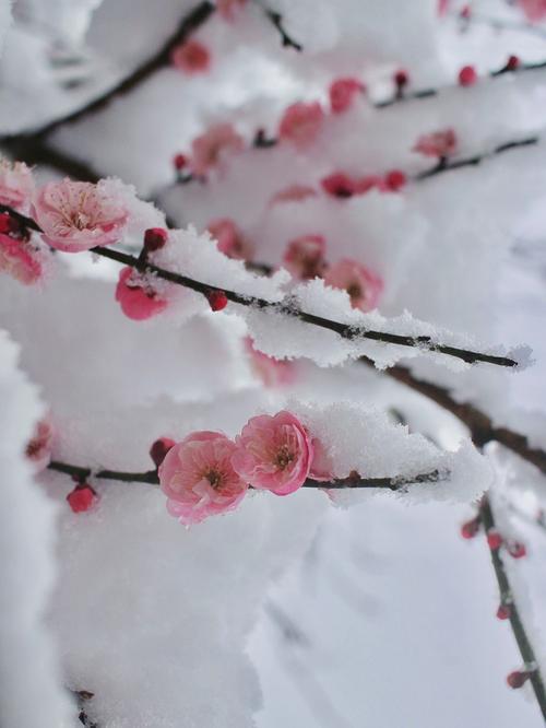 梦见下雪和桃花是什么征兆