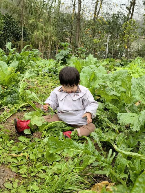 梦见摘豆荚