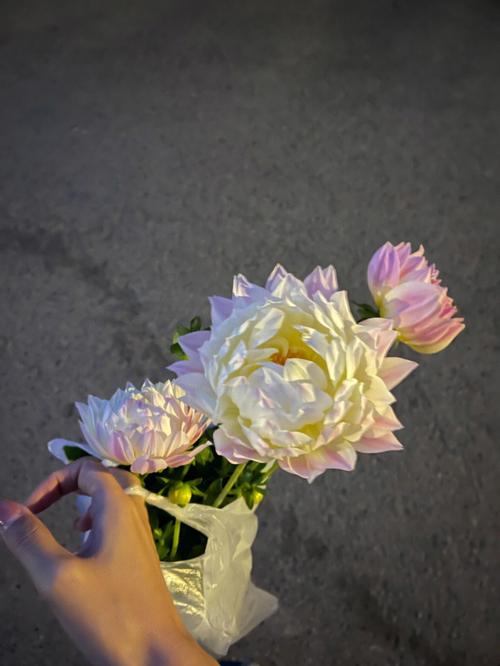 大丽花花语是什么?大丽花代表什么意思?