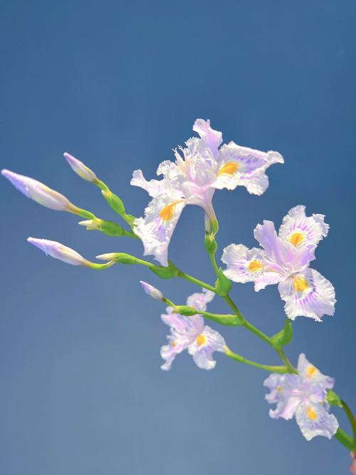 扁竹兰花语