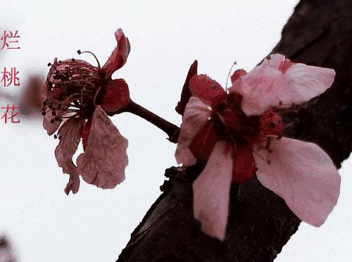 烂桃花什么意思
