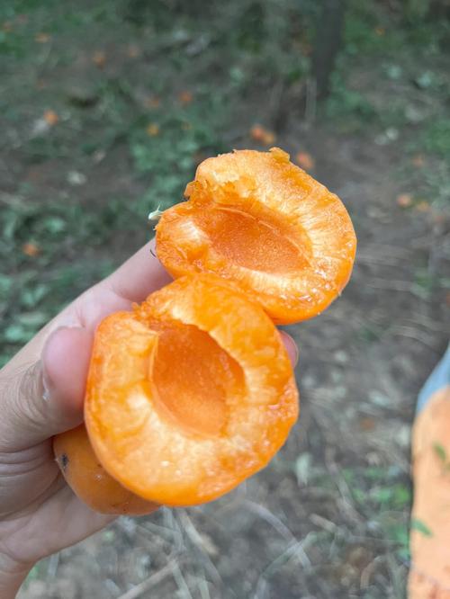 梦见摘杏